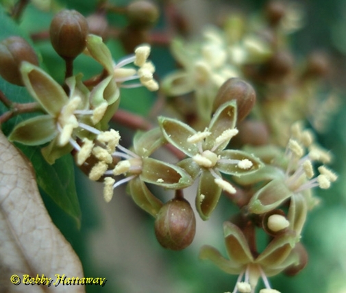 {Parthenocissus quinquefolia}